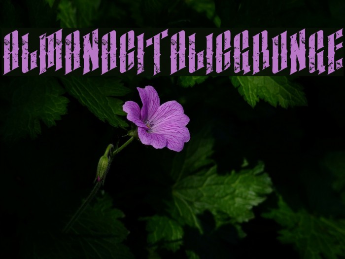 almanacitalicgrunge Example 3