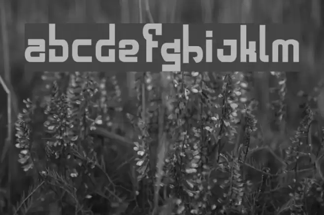 alphabold Schriftart examples