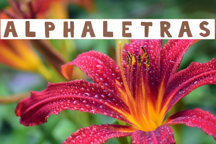alphaletras Font examples