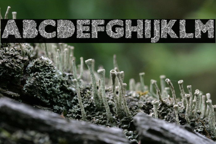 AMAZONIC PERSONAL USE Bold Example 2