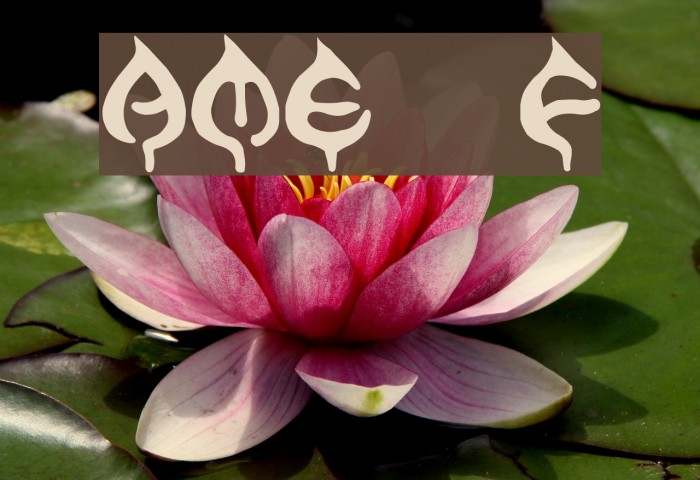 AME- Font examples