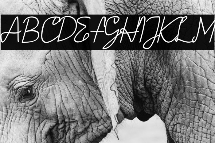 AMORICA SCRIPT Italic Font examples