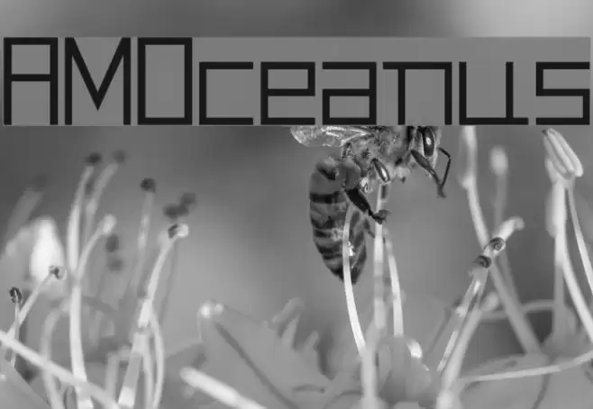 AMOceanus Font examples