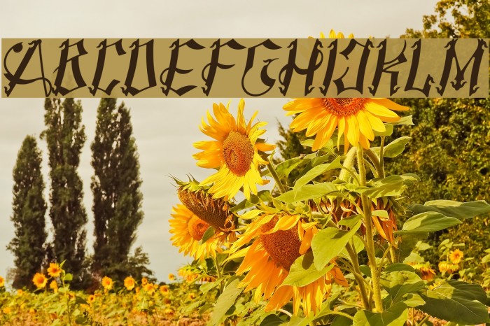 AMSTHA ITALIC Italic Font examples