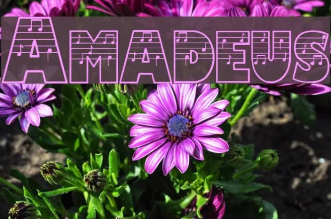 Amadeus Example 1