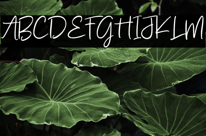 Amallinda Script Example 3