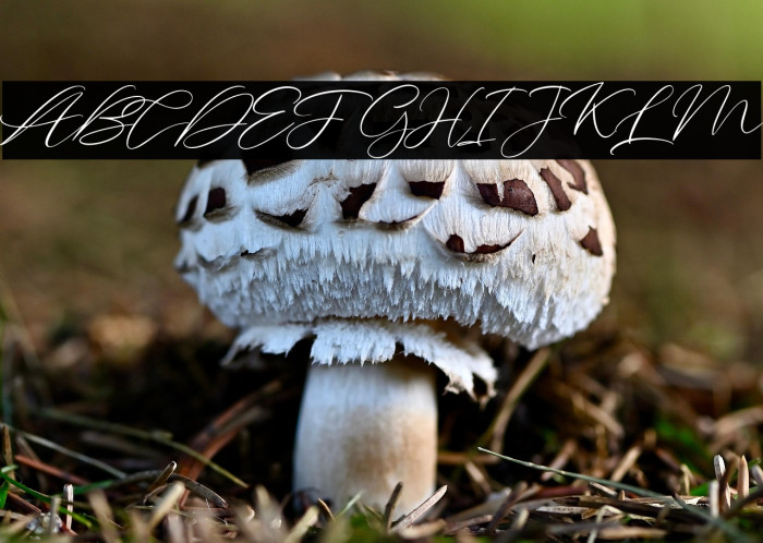 AmallunaFREE Example 2