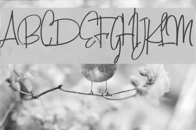 AmandaSantiagoDemo Font examples