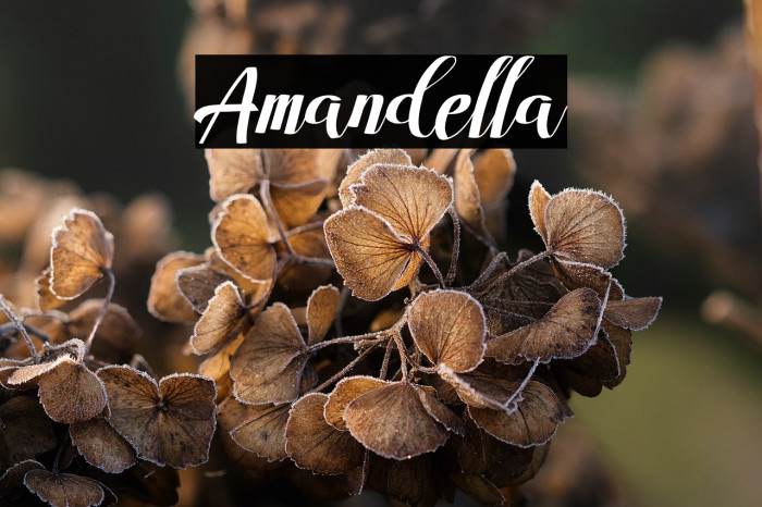 Amandella Example 3