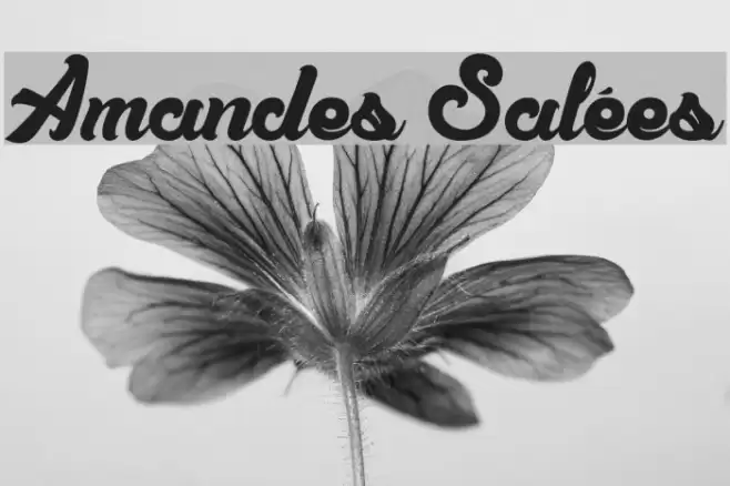 Amandes Salées Font examples