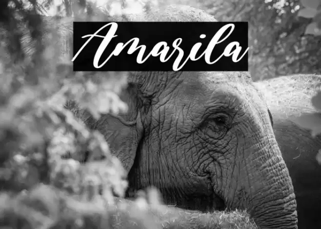 Amarila خط examples