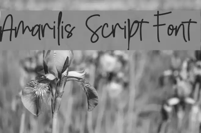 Amarilis Script Font Font examples
