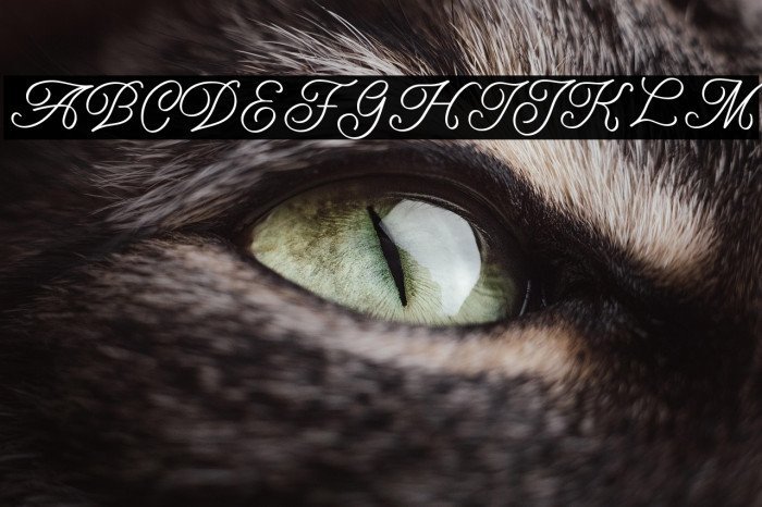 Amarillo regular script Example 1