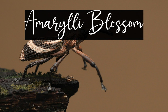 Amarylli Blossom Example 1