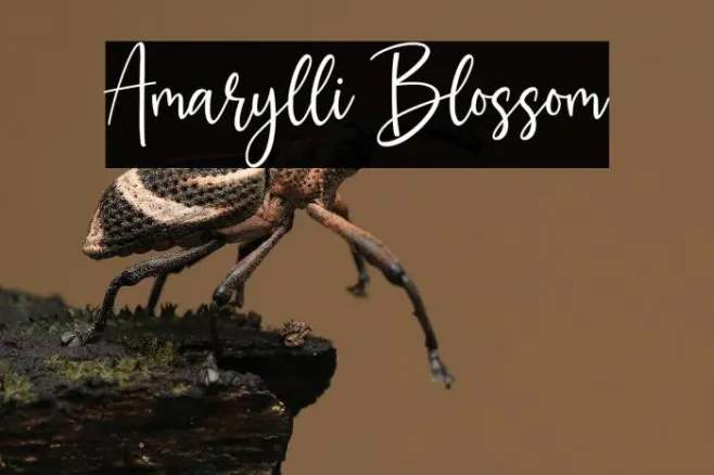 Amarylli Blossom Example 1