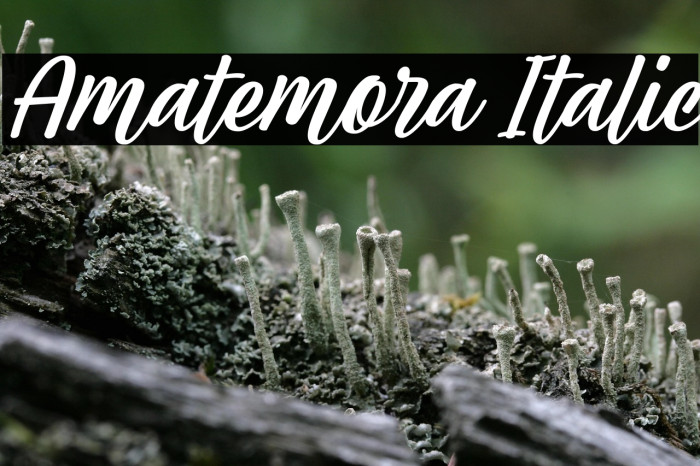 Amatemora Italic Example 1