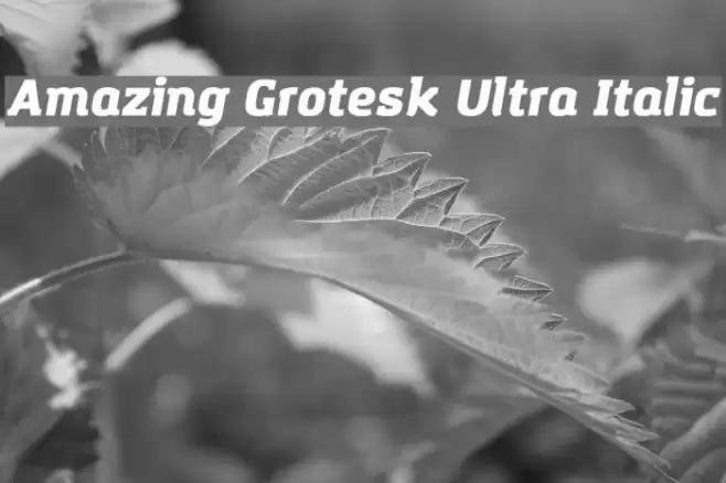 Amazing Grotesk Ultra Italic Font examples