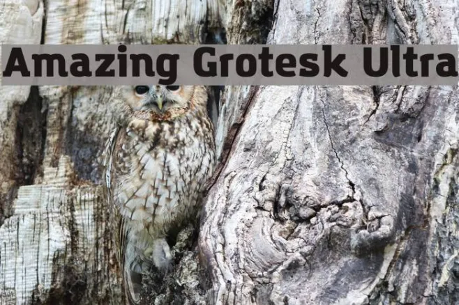 Amazing Grotesk Ultra Example 1