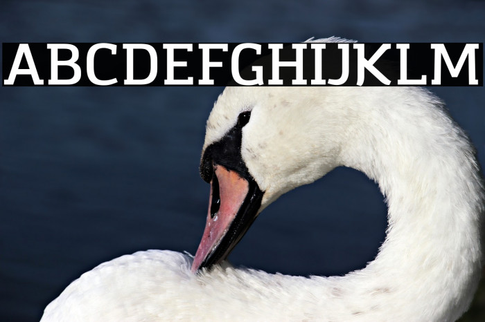 Amazing Infographic@ Font examples