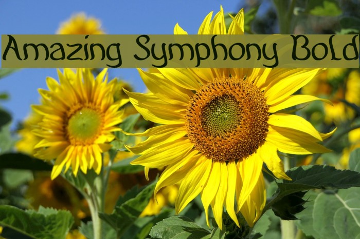 Amazing Symphony Bold Font examples
