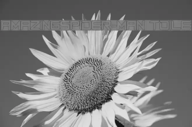 AmazingSpider-Man toile Schriftart examples