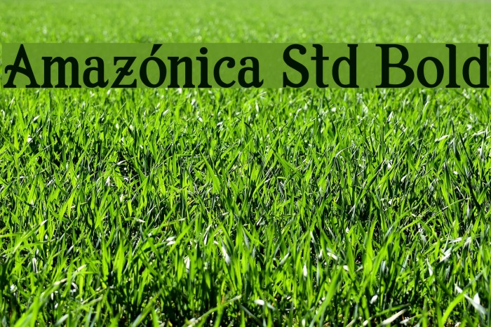 Amazónica Std Bold Font examples