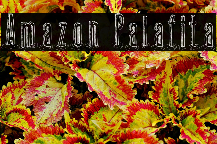 Amazon Palafita Example 2