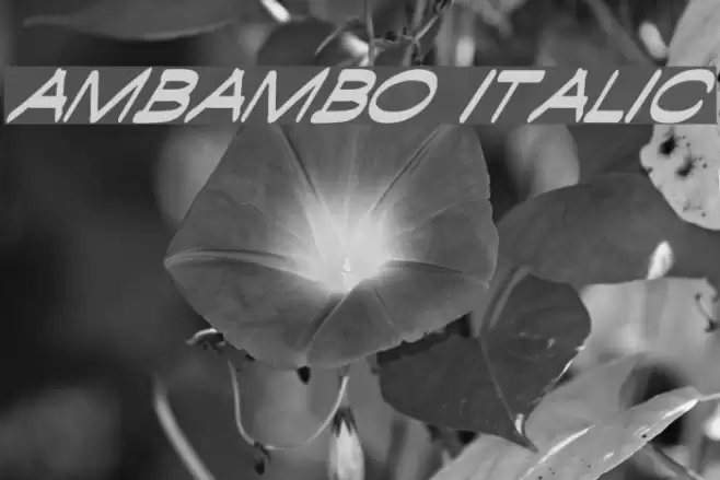 Ambambo Italic Font examples