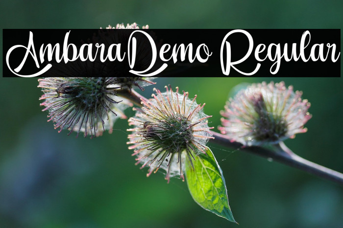 Ambara_Demo Regular Example 1