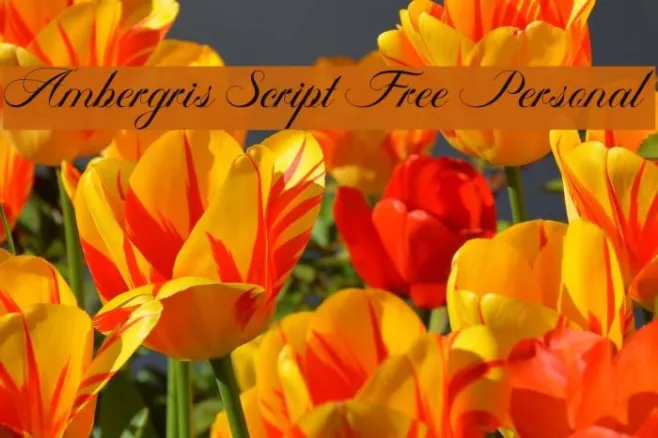 Ambergris Script Free Personal Example 3
