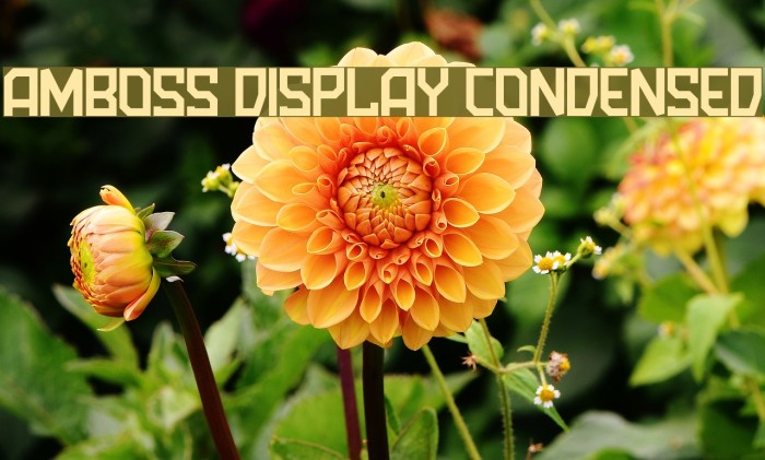 Amboss Display Condensed Font examples