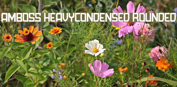 Amboss HeavyCondensed Rounded Example 2