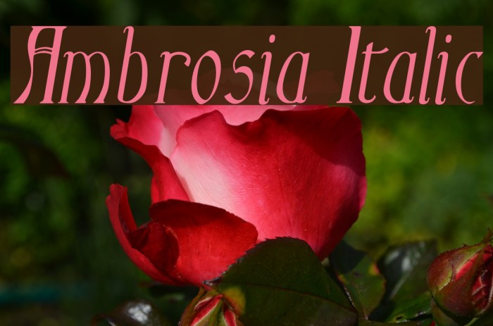 Ambrosia Italic Font examples