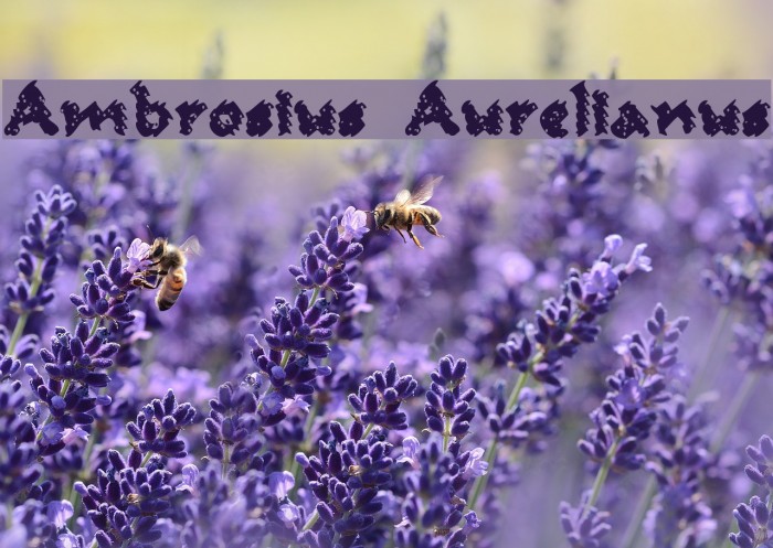 Ambrosius Aurelianus Font examples