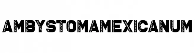 Ambystoma Mexicanum  Frei Schriftart Herunterladen