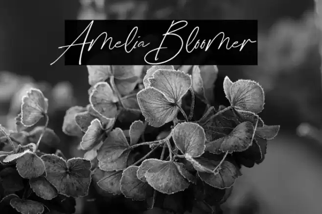 Amelia Bloomer Font examples