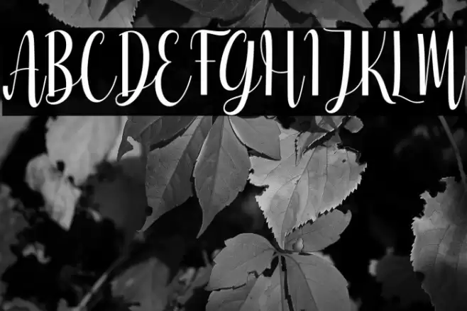 Ameliya Font examples