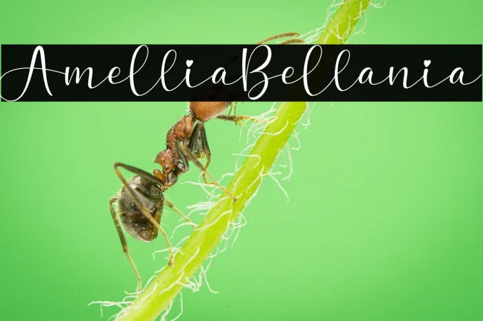 Amellia Bellania Example 3