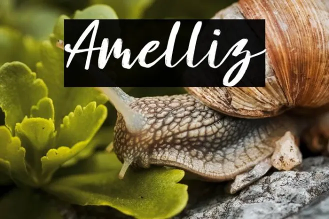 Amelliz Example 3