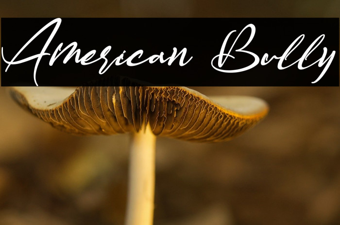 American Bully Example 1