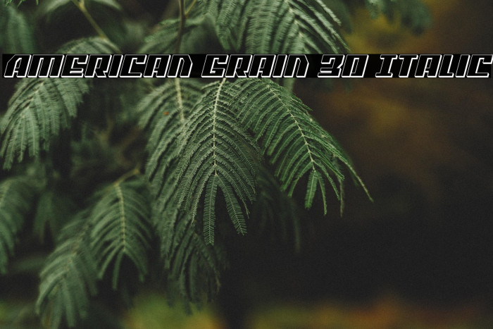 American Grain 3D Italic Example 3