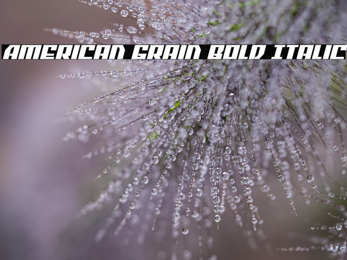 American Grain Bold Italic Example 2