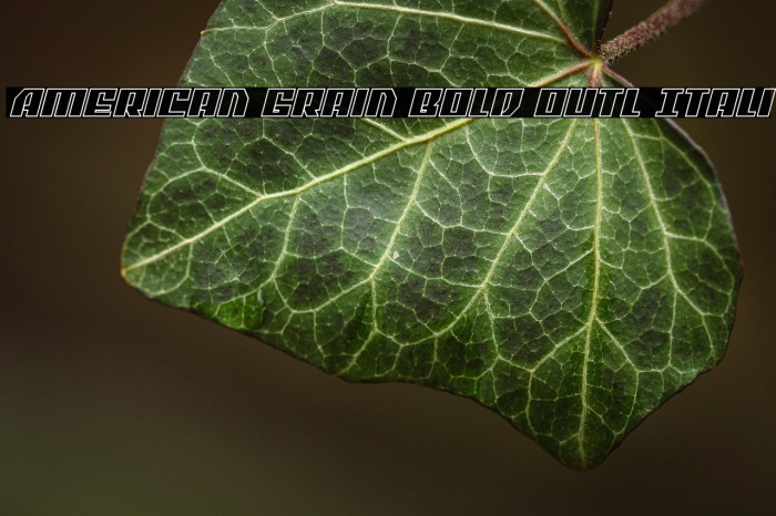 American Grain Bold Outl Itali Example 3