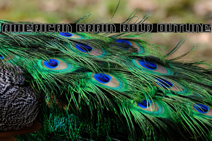 American Grain Bold Outline Example 2