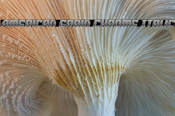 American Grain Chrome Italic Example 3