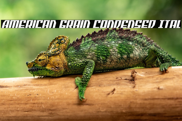 American Grain Condensed Ital Example 2