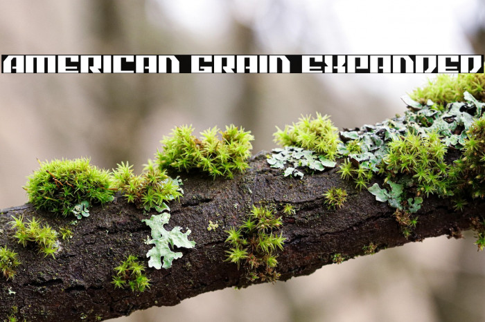 American Grain Expanded Example 1