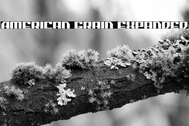 American Grain Expanded Font examples
