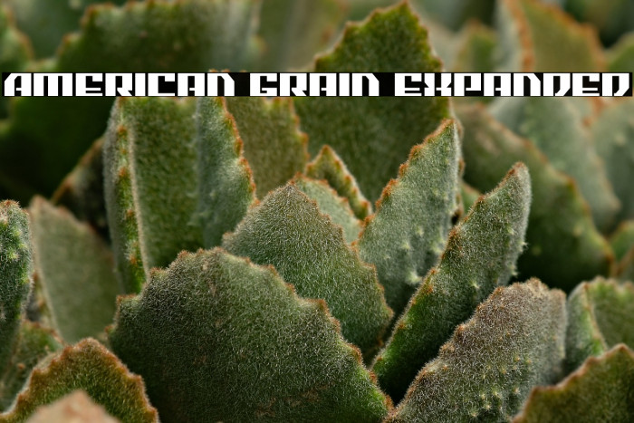 American Grain Expanded Example 2