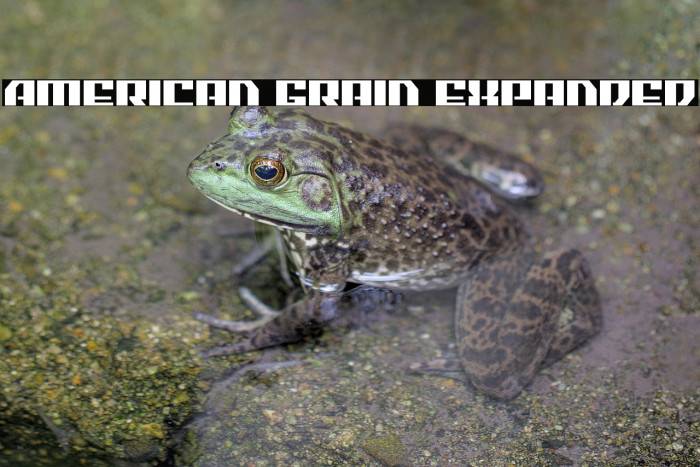 American Grain Expanded Example 3